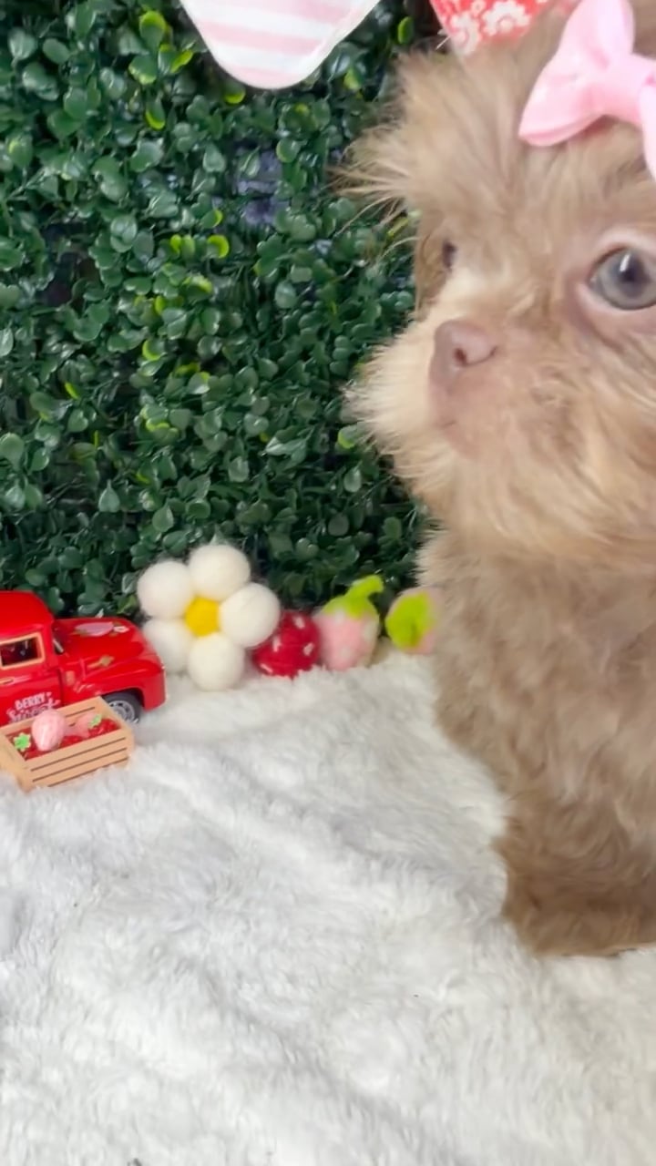 Female Shih Tzu puppy named Luna for sale at Puppy Dreams - Garland. video thumbnail