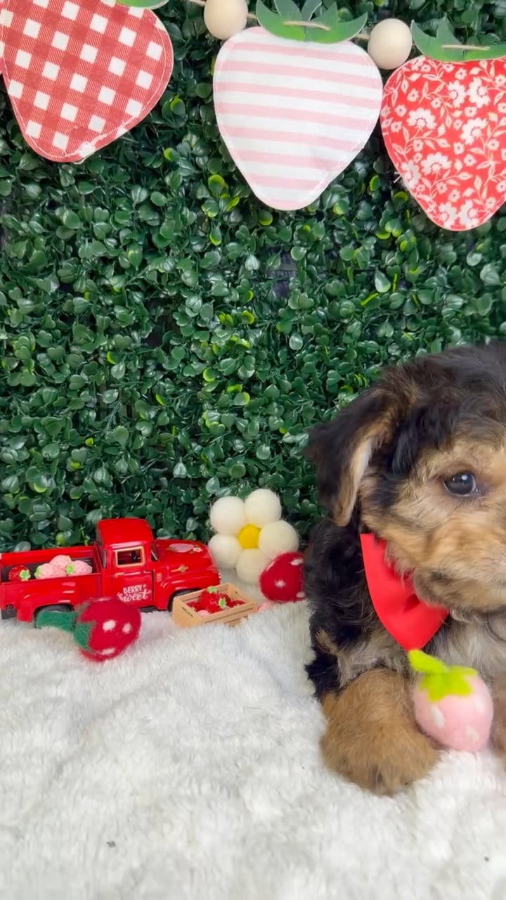 Male Yorkie-Poo puppy named Nugget for sale at Puppy Dreams - Garland. video thumbnail