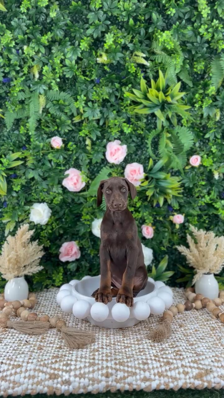 Female Doberman Pinscher puppy named Addie for sale at Puppy Dreams - Katy. video thumbnail