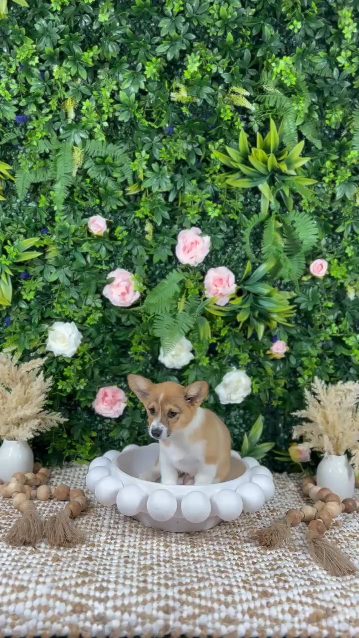 Female Pembroke Welsh Corgi puppy named Thea for sale at Puppy Dreams - Katy. video thumbnail