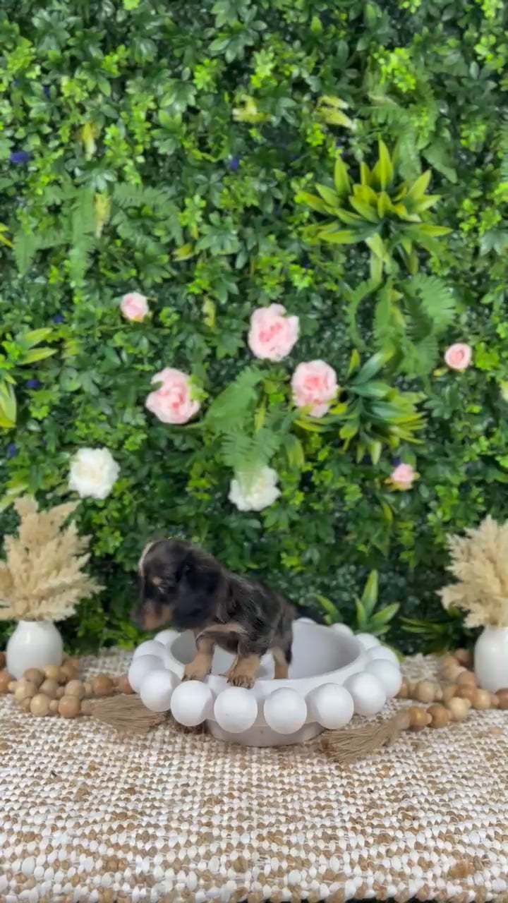 Female Dachshund puppy named Selah for sale at Puppy Dreams - Katy. video thumbnail