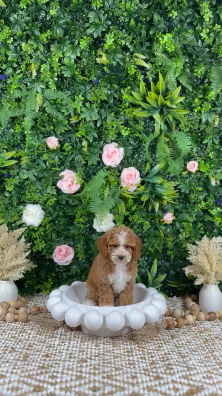 Female Mini Goldendoodle puppy named Zara for sale at Puppy Dreams - Katy. video thumbnail