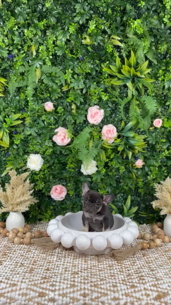 Male French Bulldog puppy named Zion for sale at Puppy Dreams - Katy. video thumbnail