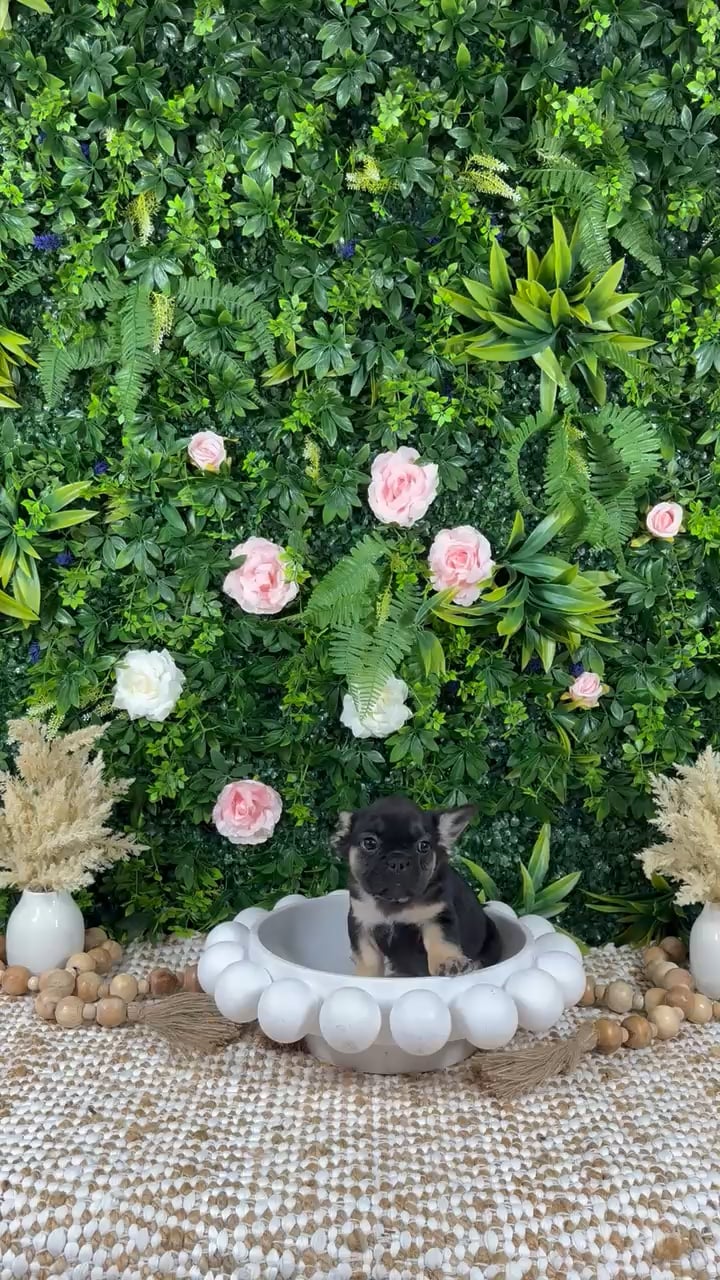 Female French Bulldog puppy named Zuri for sale at Puppy Dreams - Katy. video thumbnail
