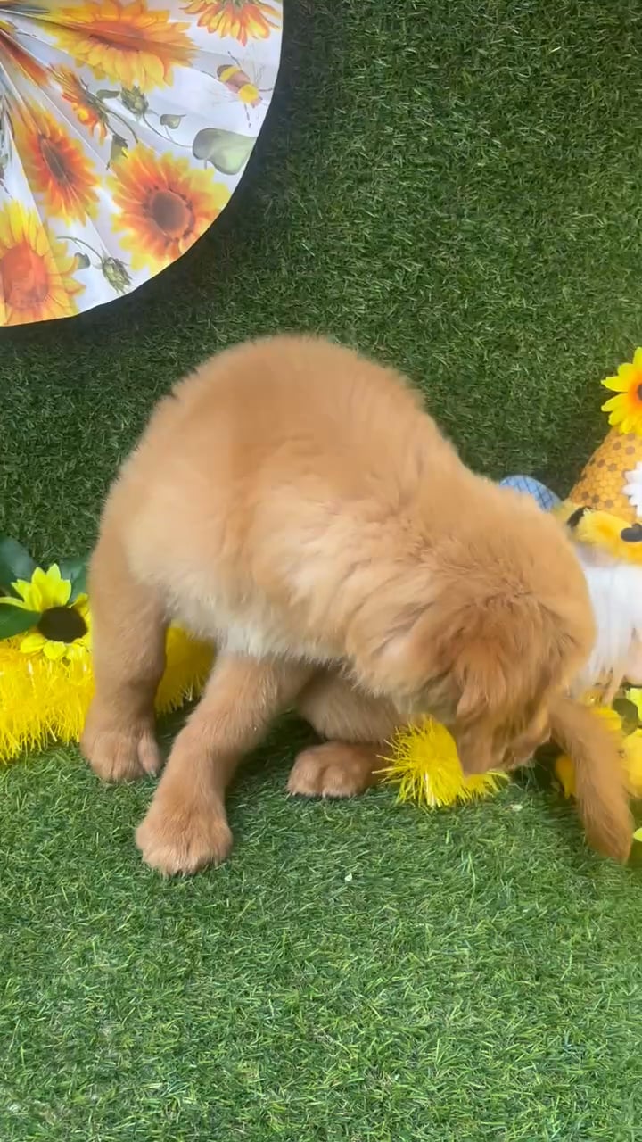 Female Golden Retriever puppy named Bailey for sale at Puppy Dreams - Arlington. video thumbnail