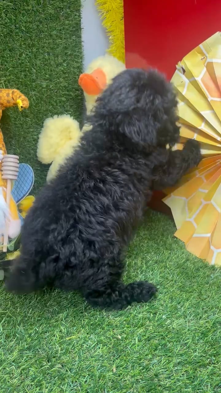 Male Mini Poodle puppy named Milo for sale at Puppy Dreams - Arlington. video thumbnail