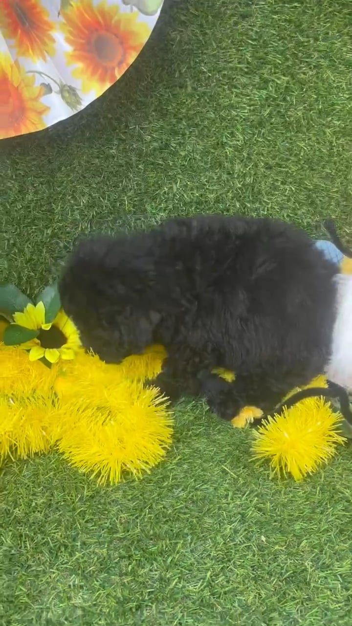 Female Mini Poodle puppy named Stella for sale at Puppy Dreams - Arlington. video thumbnail