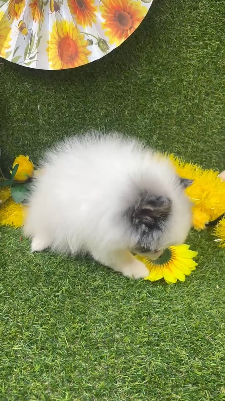 Male Pomeranian puppy named Oreo for sale at Puppy Dreams - Arlington. video thumbnail
