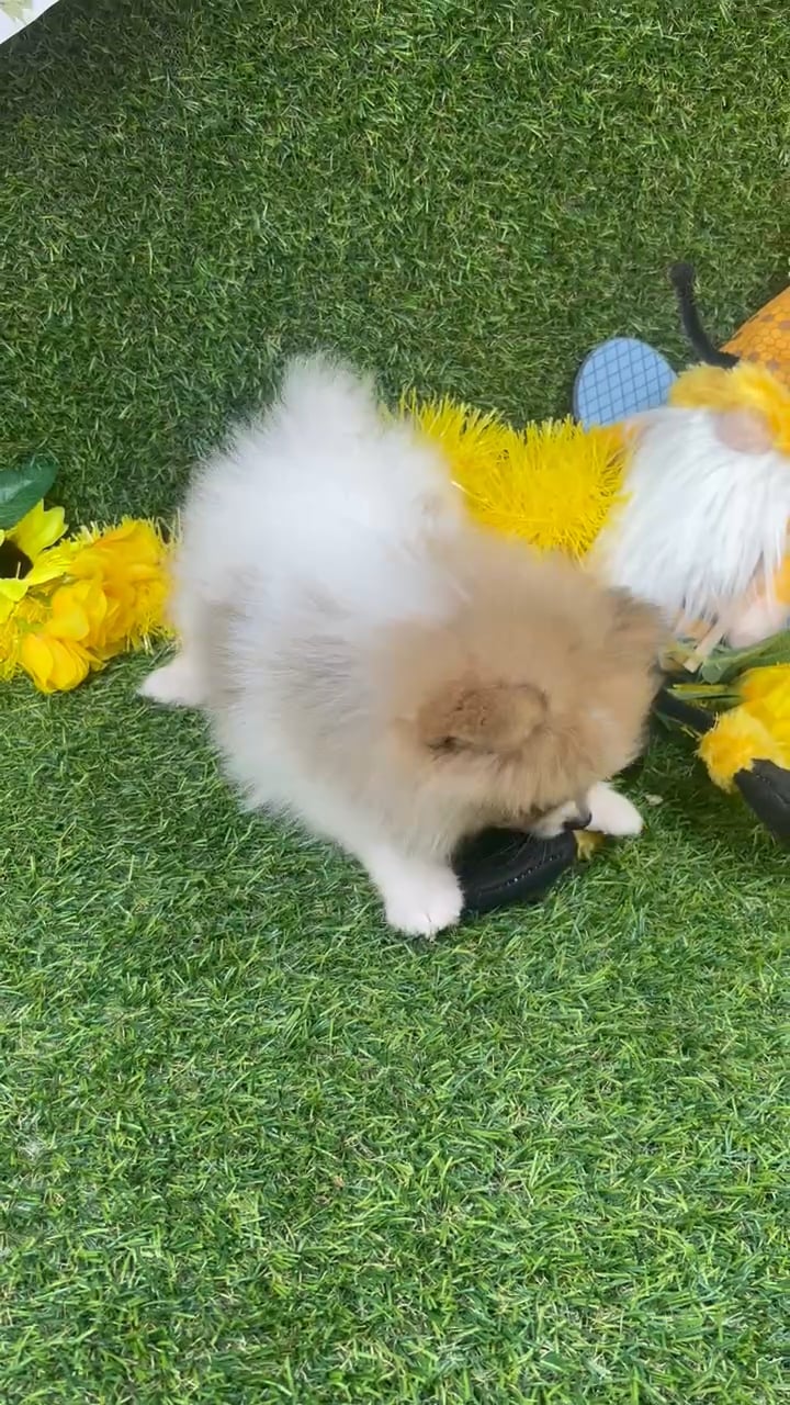 Female Pomeranian puppy named Foxy for sale at Puppy Dreams - Arlington. video thumbnail