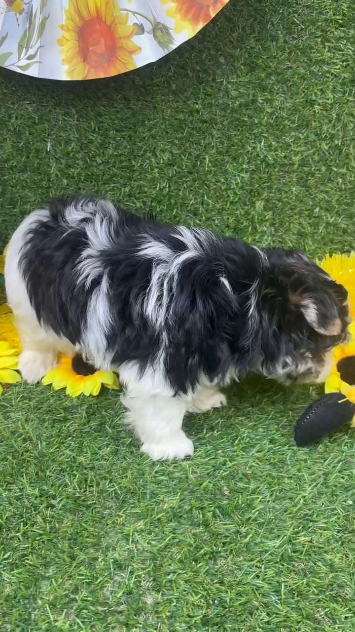 Female Yorkie puppy named Cosmo for sale at Puppy Dreams - Arlington. video thumbnail