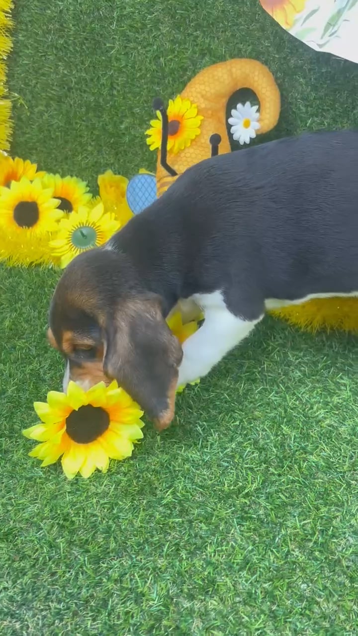 Male Beagle puppy named Charlie for sale at Puppy Dreams - Arlington. video thumbnail