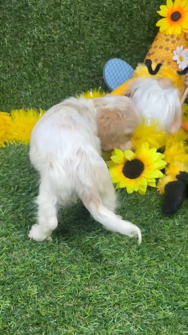 Female Dachshund puppy named Snow for sale at Puppy Dreams - Arlington. video thumbnail
