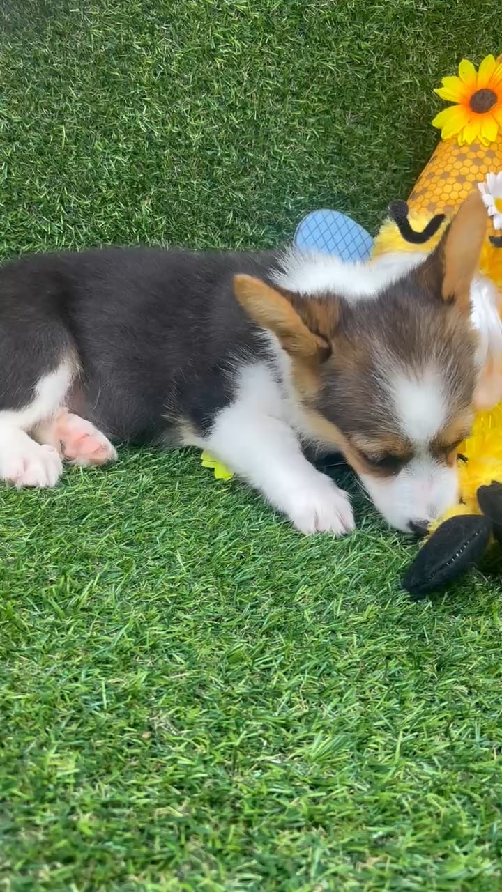Female Pembroke Welsh Corgi puppy named Kolachi for sale at Puppy Dreams - Arlington. video thumbnail