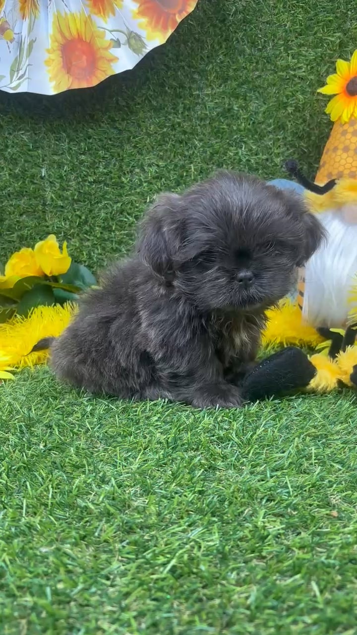 Male Shih Tzu puppy named Frost for sale at Puppy Dreams - Arlington. video thumbnail