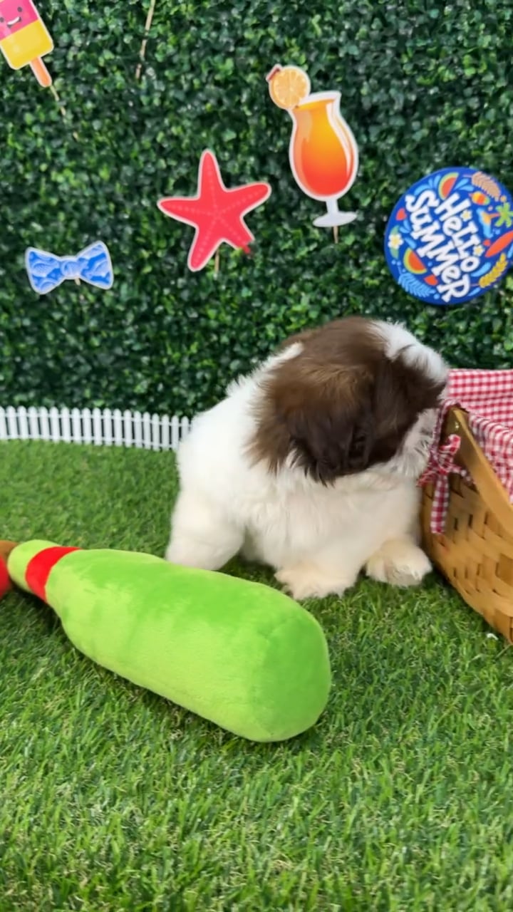 Male Malshi puppy named Finn for sale at Puppy Dreams - Missouri City. video thumbnail
