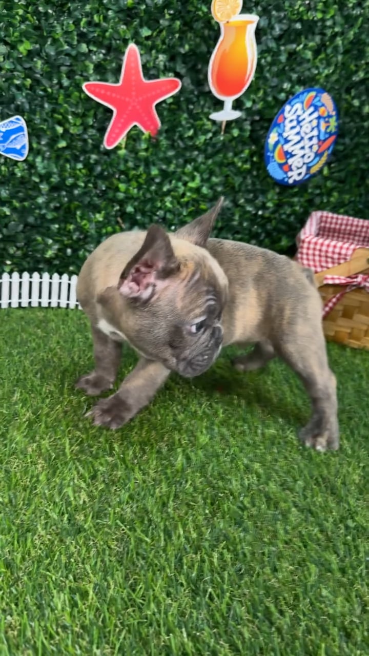 Male French Bulldog puppy named Tigger for sale at Puppy Dreams - Missouri City. video thumbnail