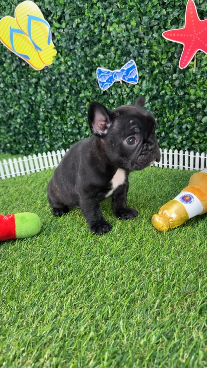 Male French Bulldog puppy named Venom for sale at Puppy Dreams - Missouri City. video thumbnail