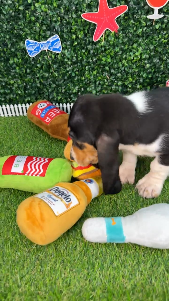 Female Basset Hound puppy named Dolly for sale at Puppy Dreams - Missouri City. video thumbnail