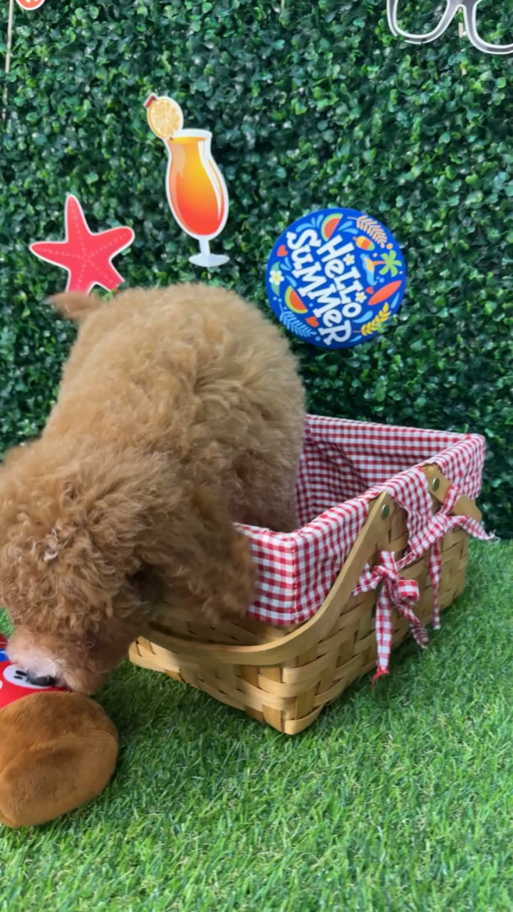 Male Mini Goldendoodle puppy named Arthur for sale at Puppy Dreams - Missouri City. video thumbnail
