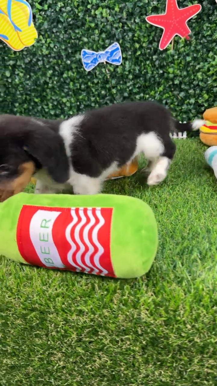 Male Dachshund puppy named Mac for sale at Puppy Dreams - Missouri City. video thumbnail
