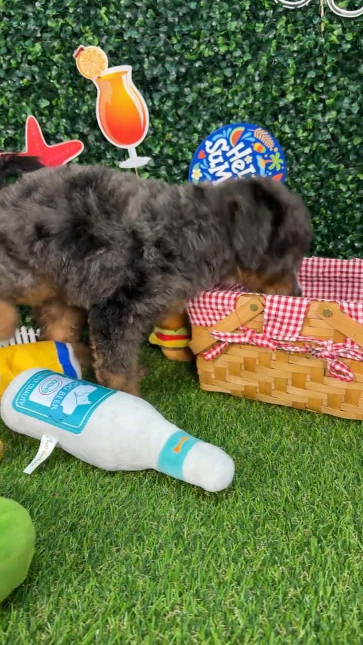 Male Bernedoodle puppy named Logan for sale at Puppy Dreams - Missouri City. video thumbnail