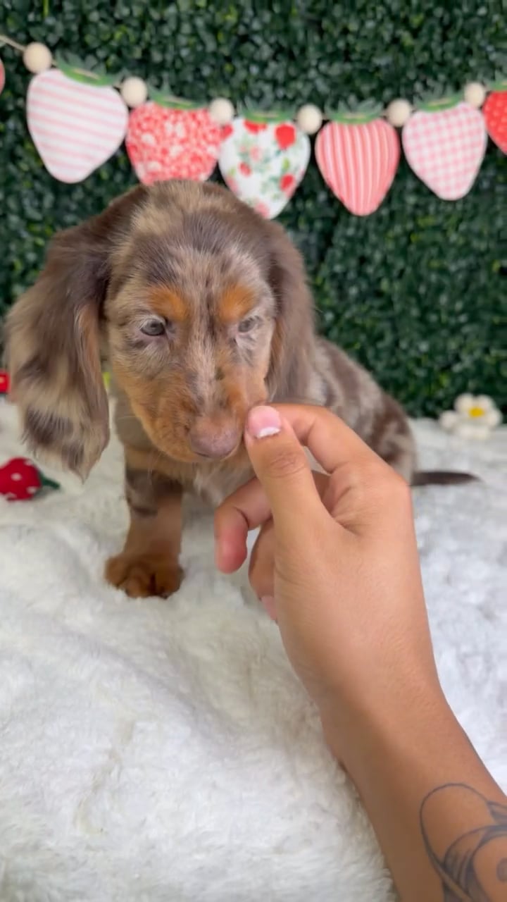 Male Dachshund puppy named River for sale at Puppy Dreams - Garland. video thumbnail