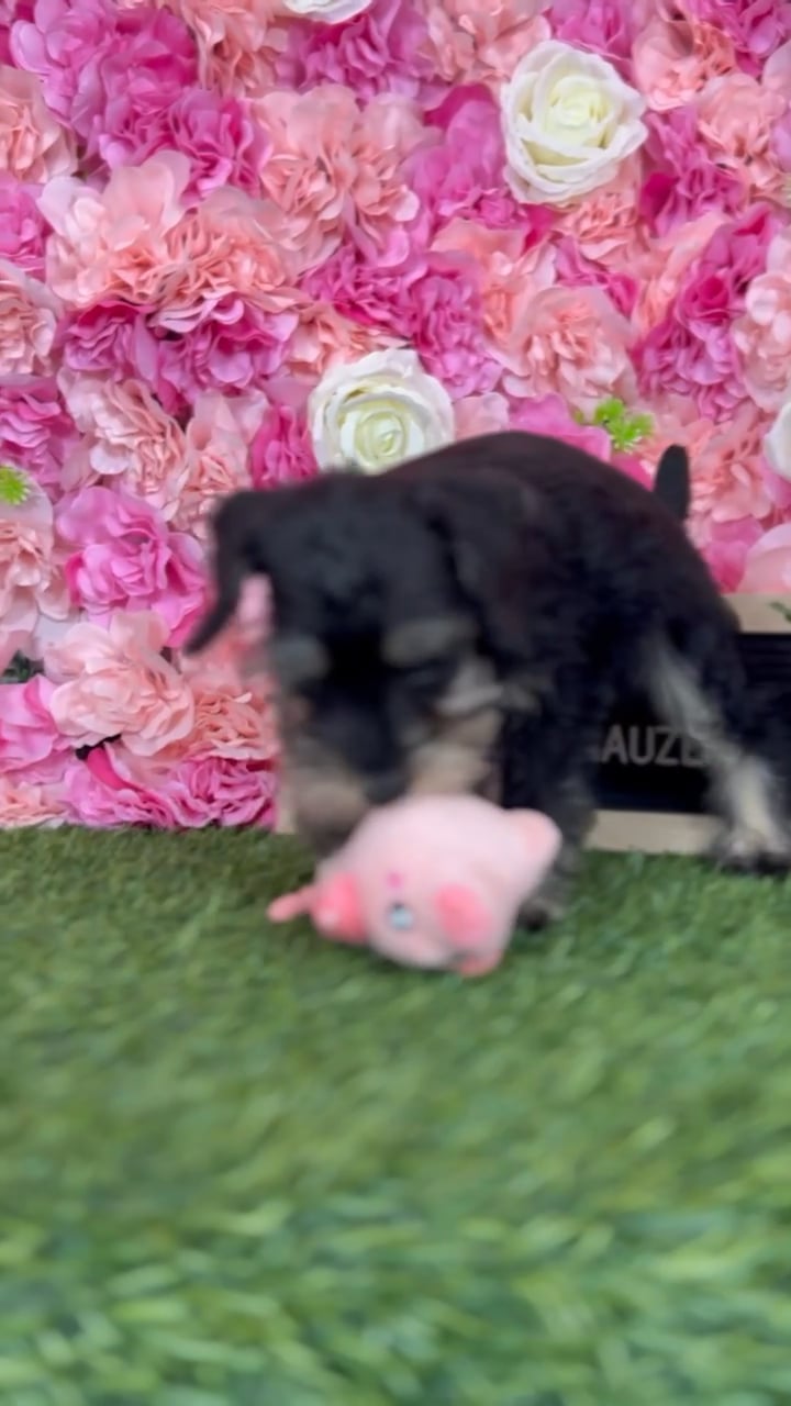 Female Miniature Schnauzer puppy named Pippy for sale at Pet Express Braintree. video thumbnail