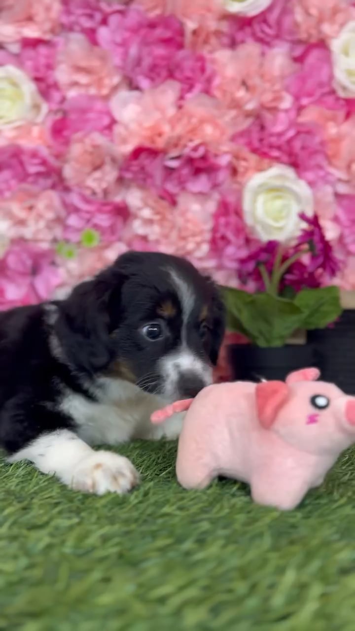 Female Miniature Australian Shepherd puppy named Nova for sale at Pet Express Braintree. video thumbnail