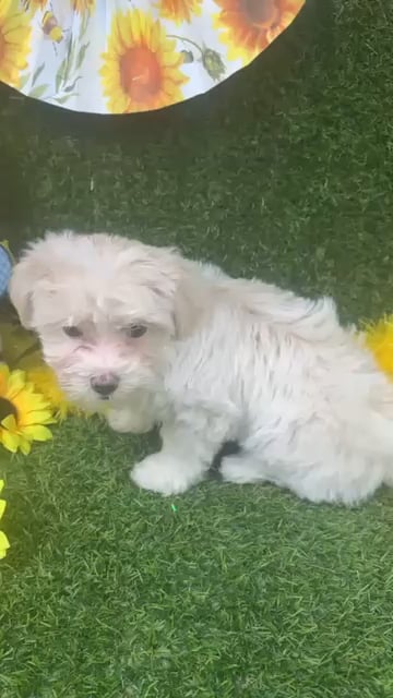 Female Maltipoo puppy named Minnie for sale at Puppy Dreams - Arlington. video thumbnail