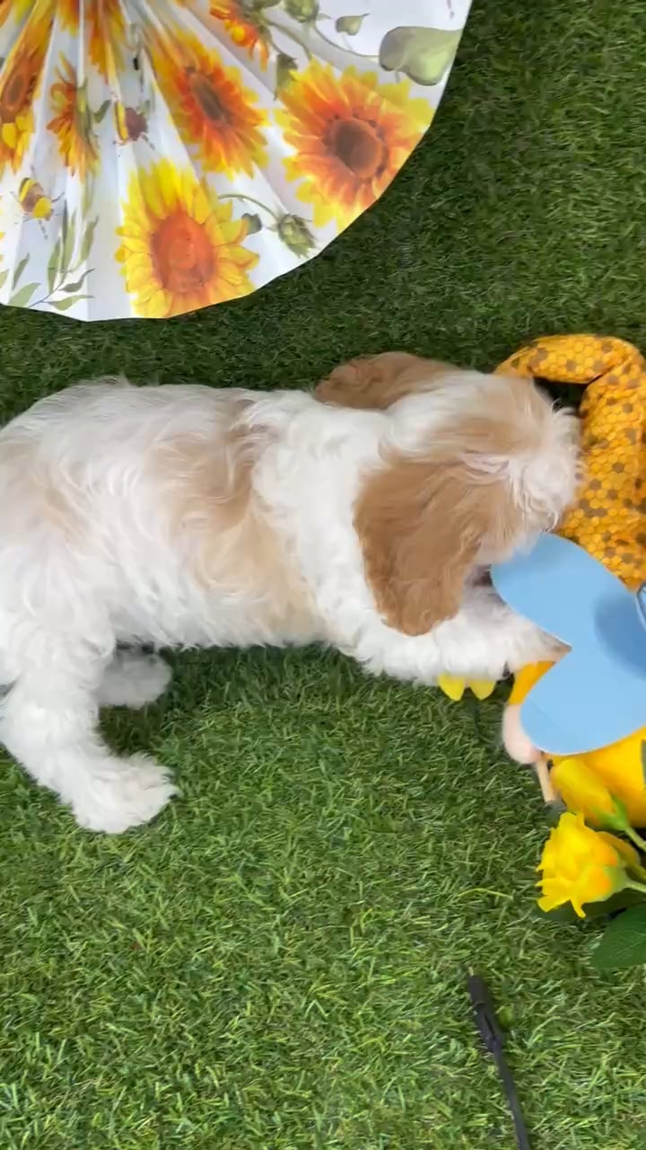 Male Cavapoo puppy named Auggie for sale at Puppy Dreams - Arlington. video thumbnail