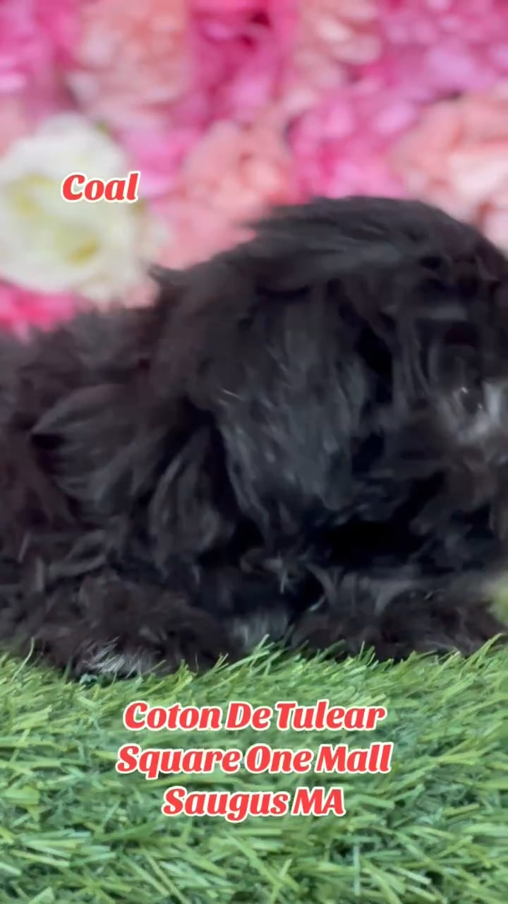Male Coton De Tulear puppy named Coal for sale at Pet Express Saugus. video thumbnail