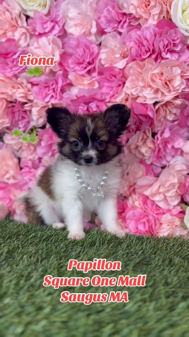 Female Papillon puppy named Fiona for sale at Pet Express Saugus. video thumbnail
