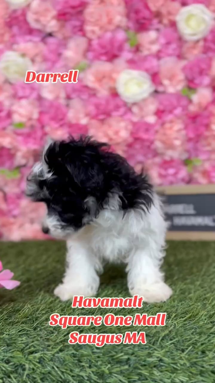 Male Havamalt puppy named Darrell for sale at Pet Express Saugus. video thumbnail