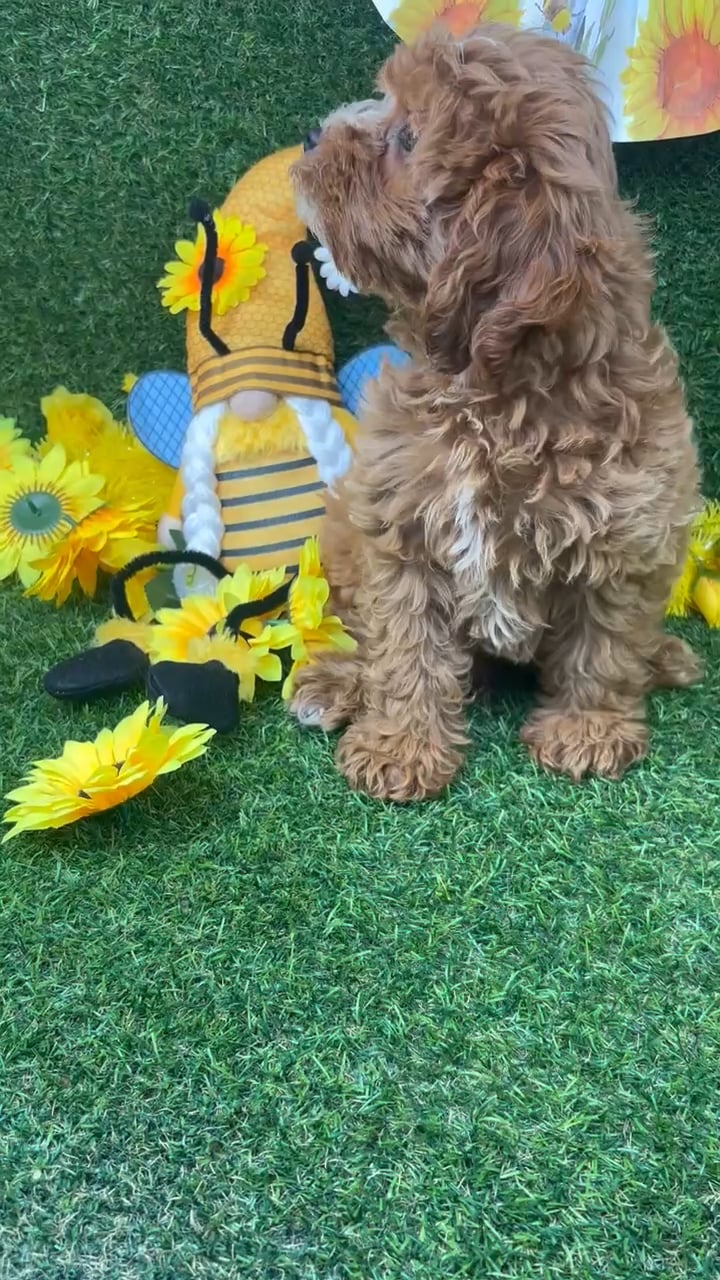 Male Cavapoo puppy named Peanut for sale at Puppy Dreams - Arlington. video thumbnail
