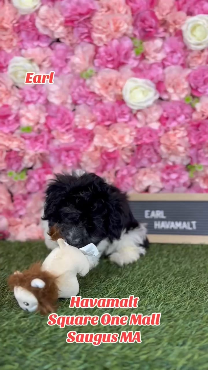 Male Havamalt puppy named Earl for sale at Pet Express Saugus. video thumbnail