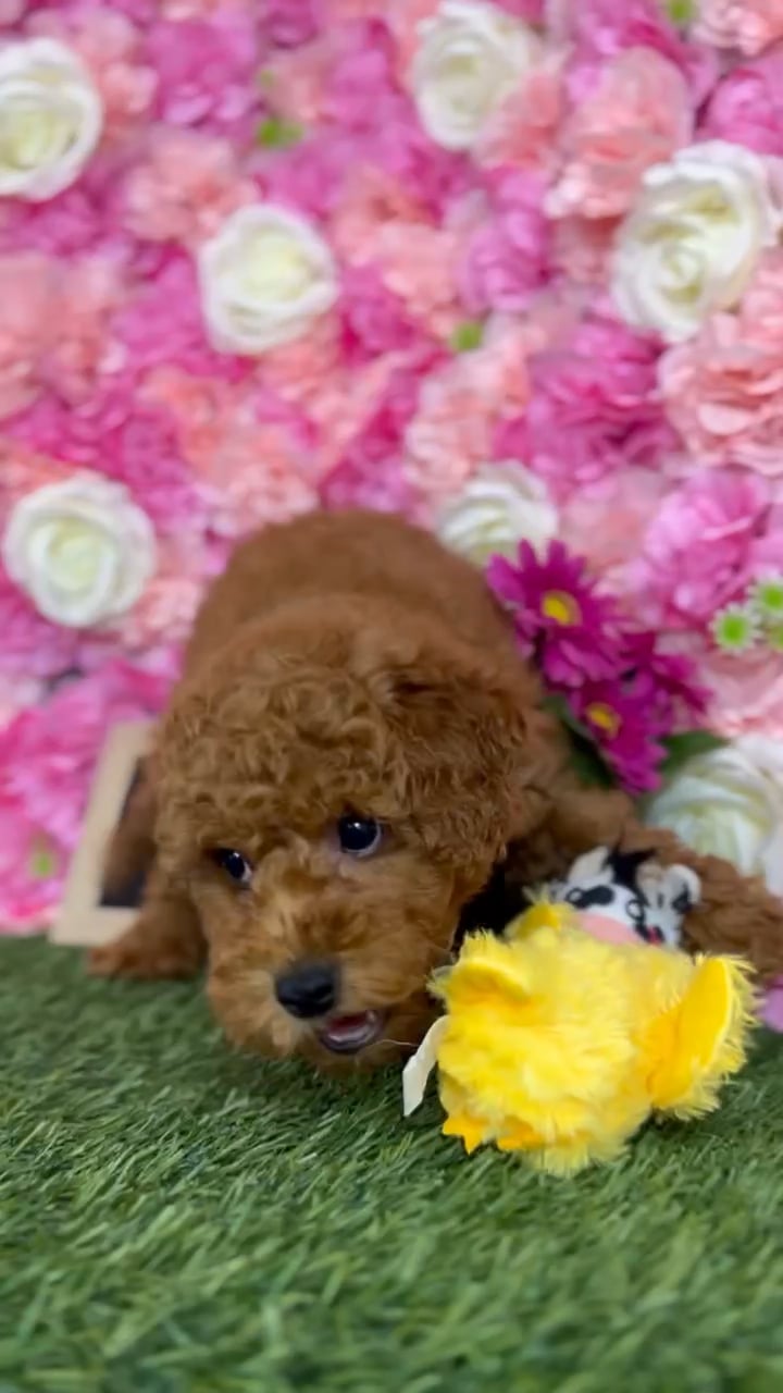 Male Poodle (Mini) puppy named Toni for sale at Pet Express Braintree. video thumbnail