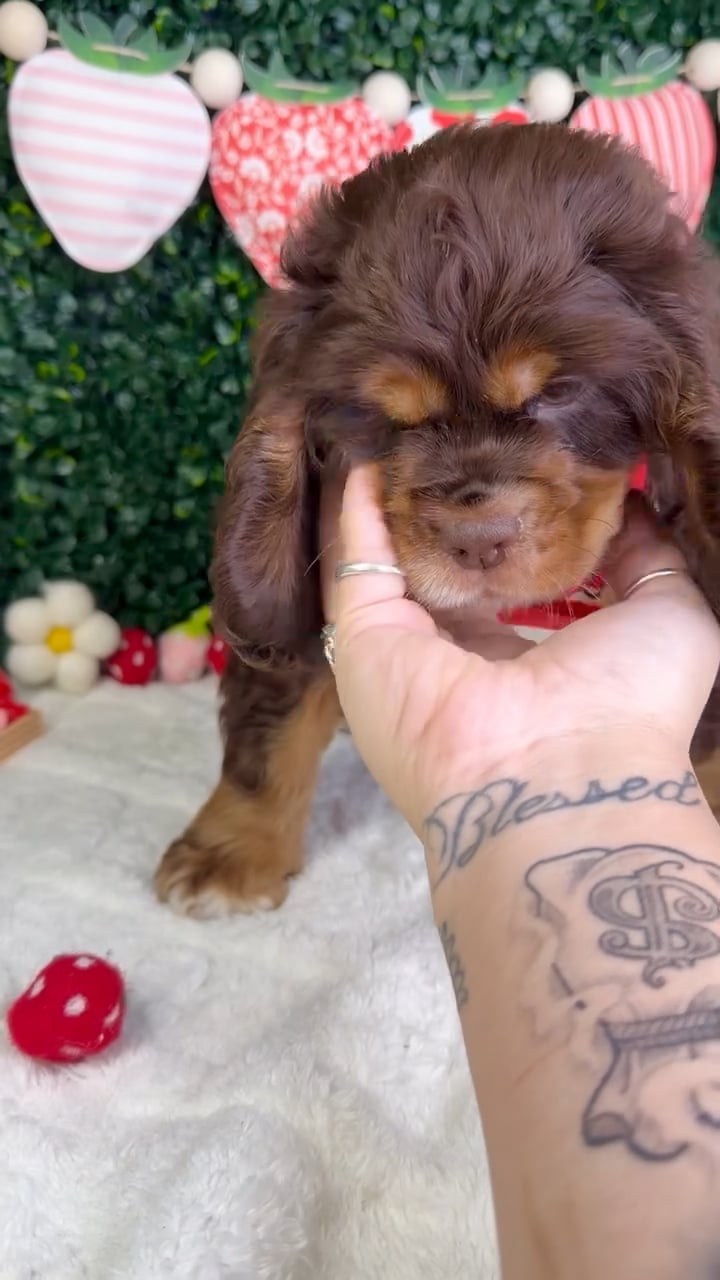 Male Cocker Spaniel puppy named Max for sale at Puppy Dreams - Garland. video thumbnail
