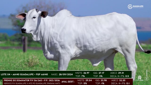 Lote 04