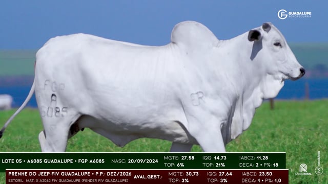 Lote 05