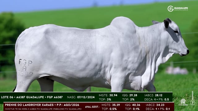 Lote 06