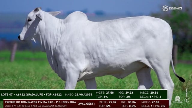 Lote 07