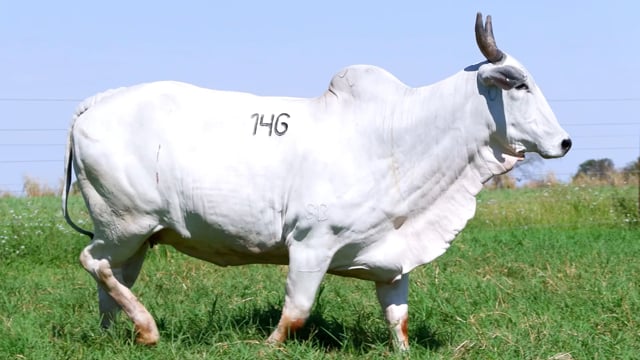 Lote 146