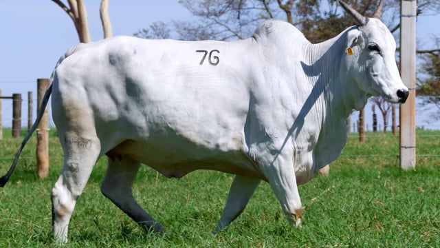 Lote 76