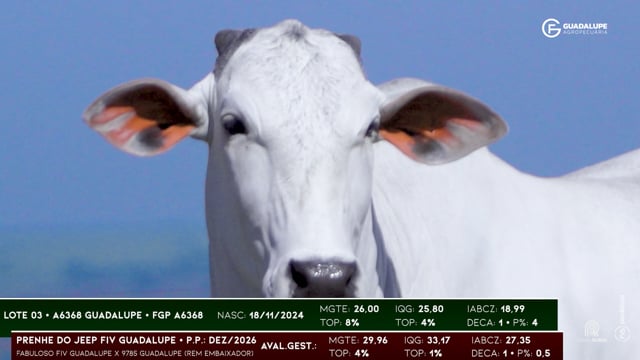 Lote 03