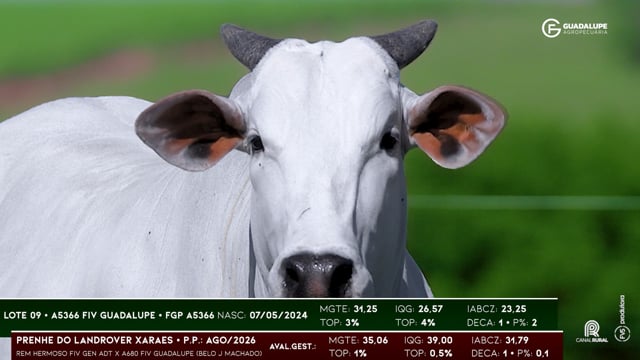 Lote 09