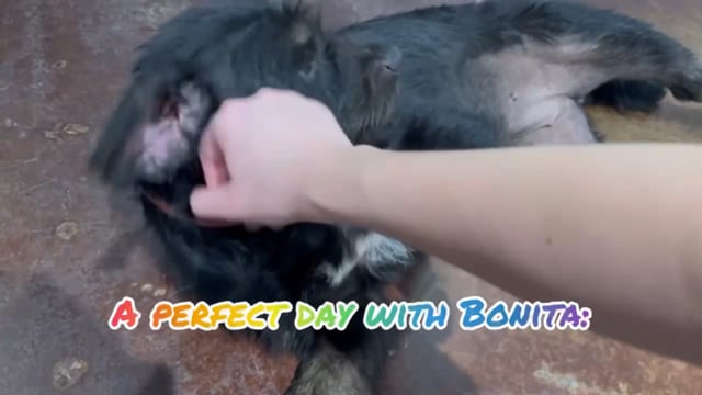 Enlarge Bonita, a Adoptable mixed breed in San Antonio, TX video 5/5