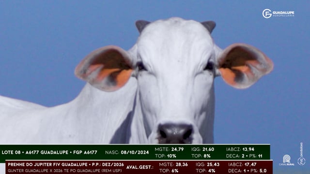 Lote 08
