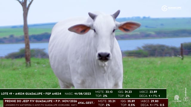 Lote 19