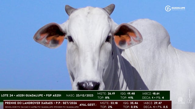 Lote 24