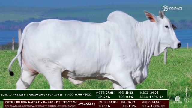Lote 27